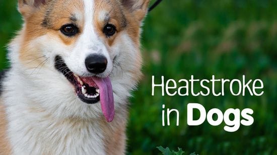 Heatstroke in Dogs, 6 Symptoms and Risks